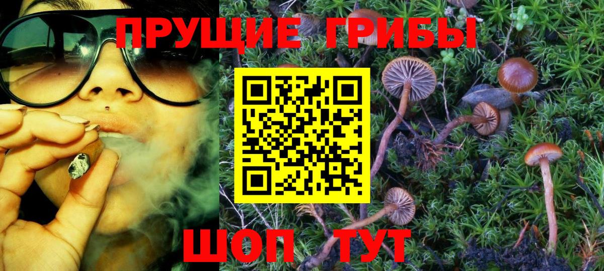 Коряжма  Галлюциногенные грибы Psilocybine cubensis  Вход с VPN 