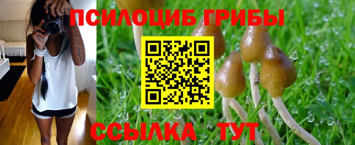 Галлюциногенные грибы Psilocybe Коряжма